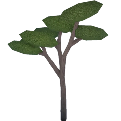 Acacia artwork